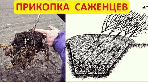 Прикоп саженцев осенью