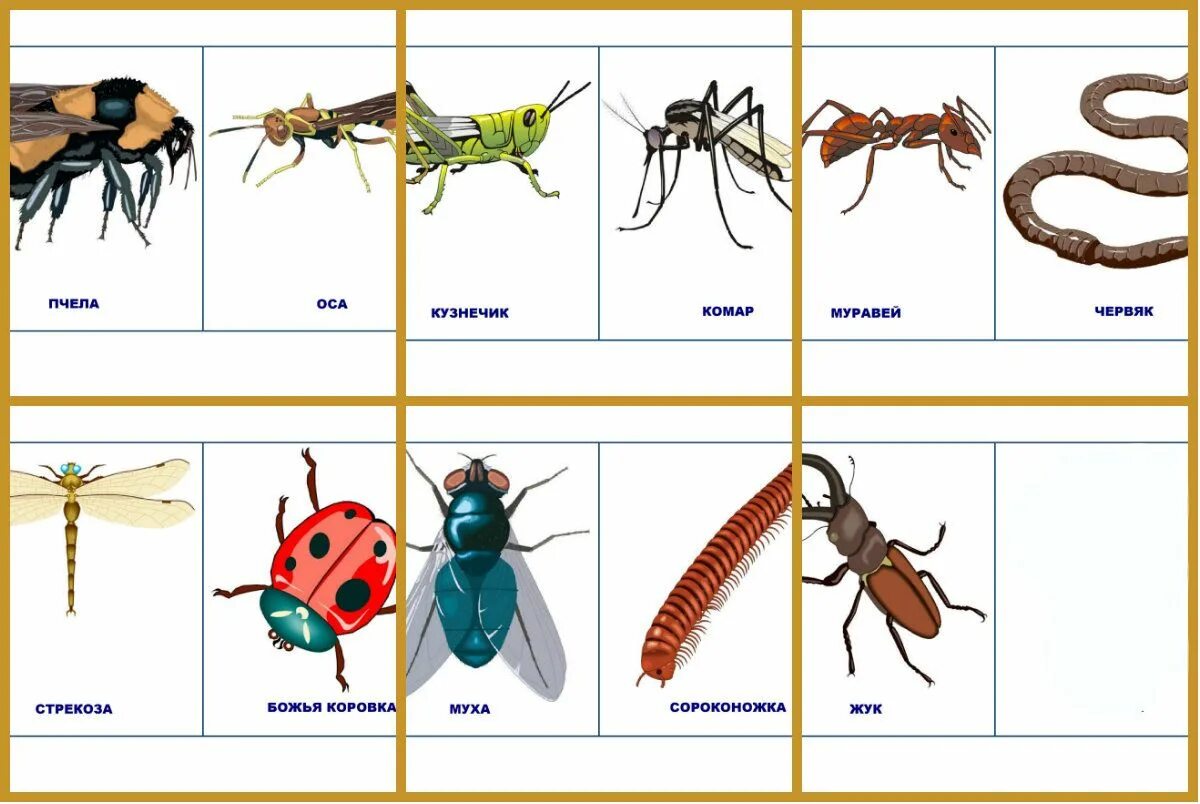 Муравей по слогам. Насекомые для дошкольников. Карточки для детей. Насекомые. Карточки насекомых для дошкольников. Дидактические карточки насекомые.