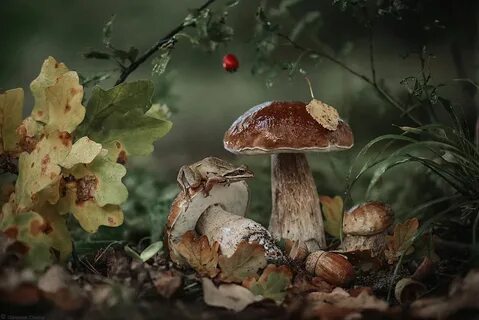 Грибы лесная сказка