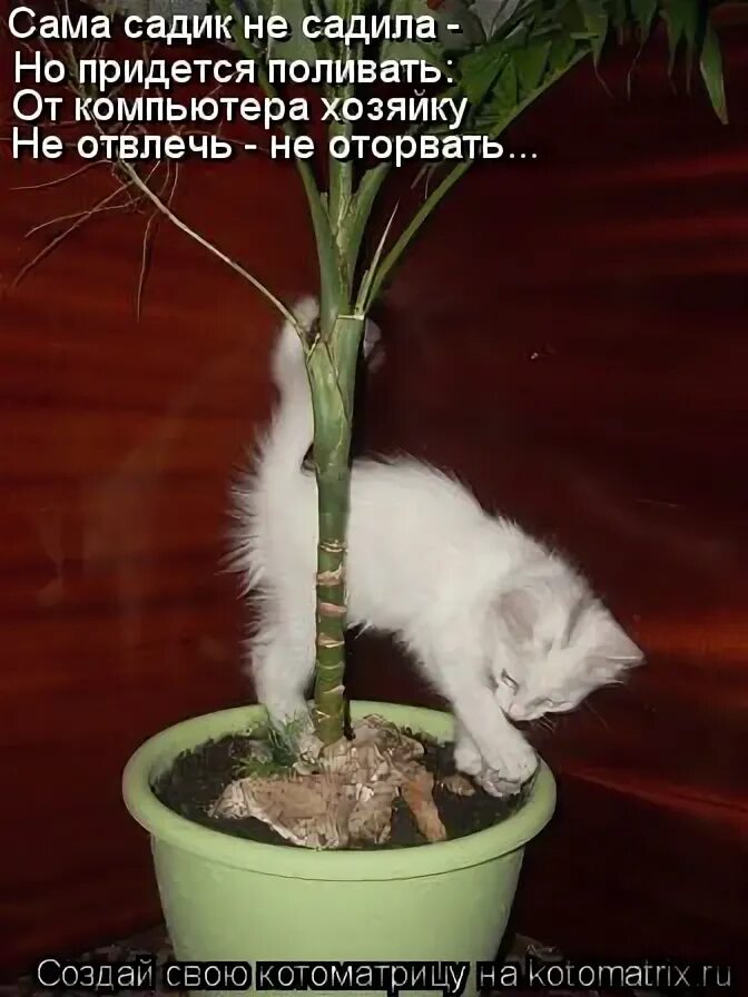 Сама садик я садила картинки. Сама садик я садила картинки. Открытки ссср с детьми. Сама садик я садила сама. Хрестоматия для маленьких 1972.
