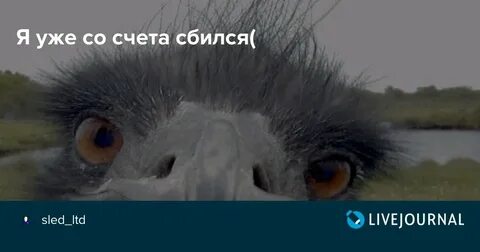 Сбилась с счета