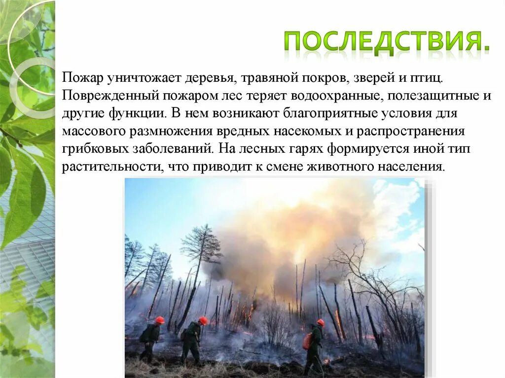 Лесные пожары 2 класс. Последствия лесных пожаров. Последствия пожаров леса. Последствия пожара в лесу.