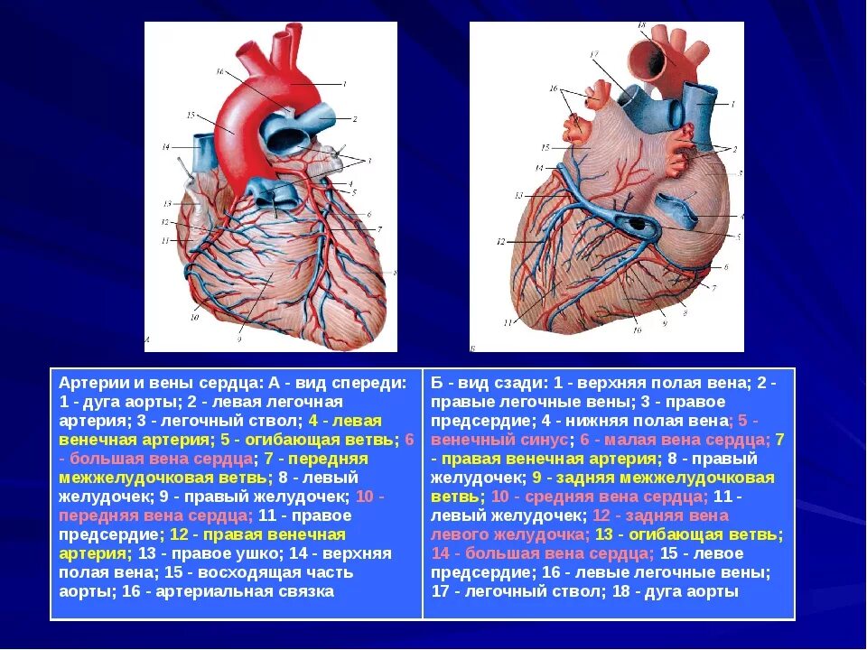 Сердечные артерии и вены. Сосуды сердца вид спереди. Сосуды сердца спереди анатомия. Строение сердца коронарные сосуды.