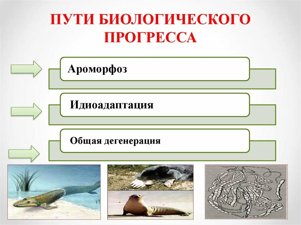 Приспособленность к среде биологический прогресс. Биологический Прогресс. Пути биологического прогресса. Направления эволюции презентация. Организмы в состоянии биологического прогресса.