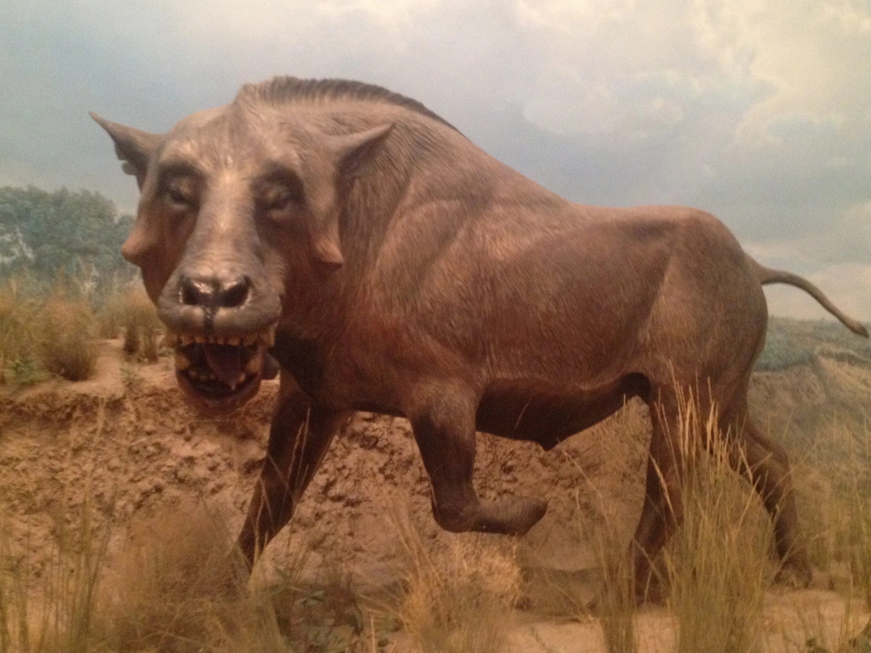 Grice extinct pig