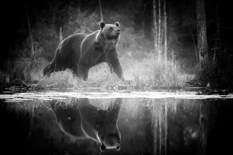 Bear dark