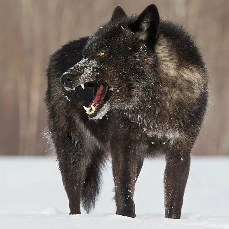 Самый главный волк. Канадский черный Бизоний волк. Блэк Вульф волк. Волкособ черный. Черный волк Альфа самец.