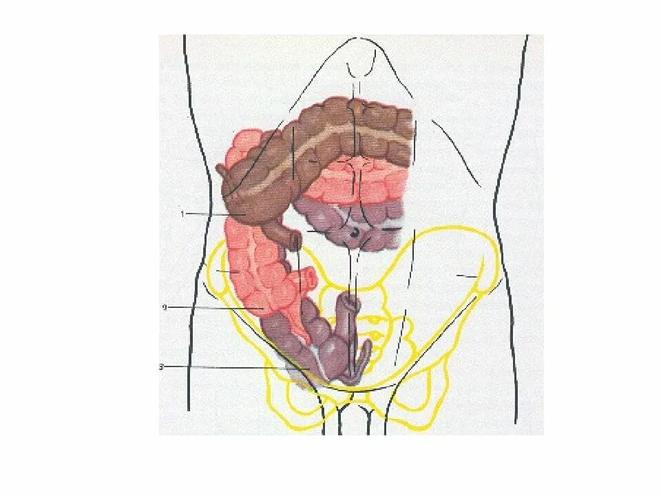 Аппендикс толстой кишки. Топография толстой кишки скелетотопия. Топография толстой кишки синтопия. Толстая кишка топография скелетотопия. Слепая кишка топография.
