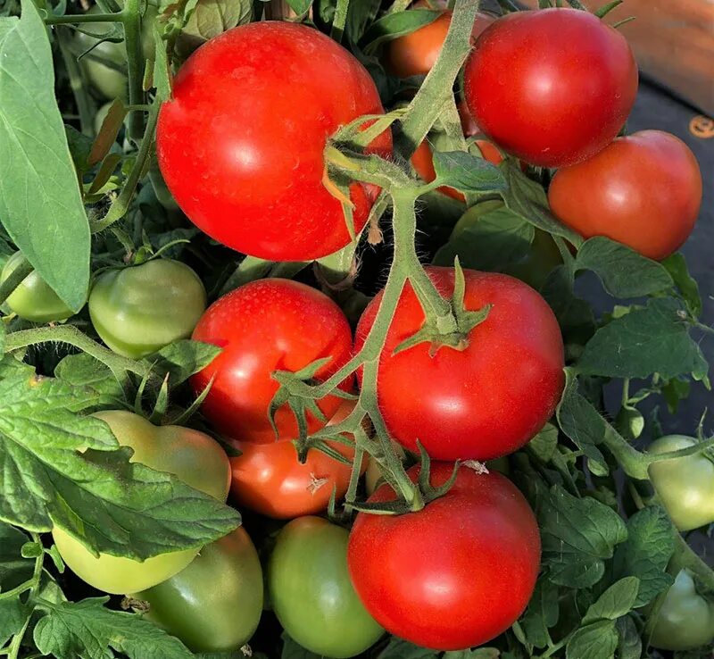 сорт помидор верочка. томаты верочка описание. помидоры верочка ф1. ). сорт помидор верочка.