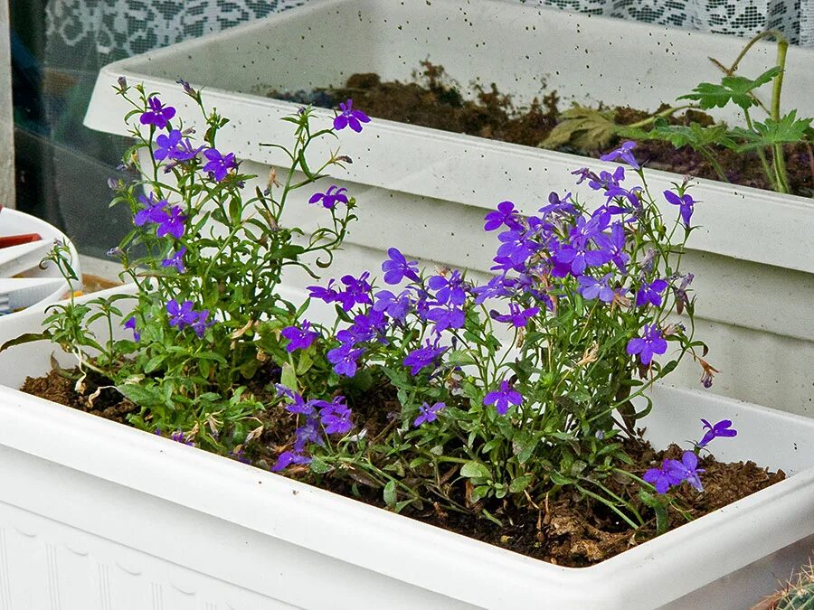 Лобелия ампельная рассада. Петуния лабулярия ампельная. Лобелия каскадная рассада. Лобелия. Лобелия голубой бриз.