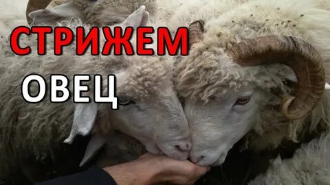 Овечка видео