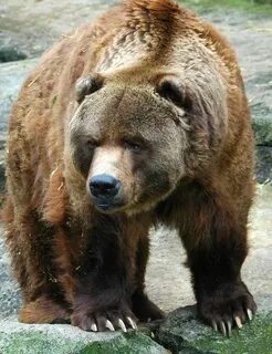 Bear description