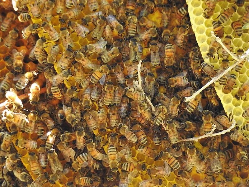 Сбор дикого меда славян. Мед диких пчел. Пчелы в Египте. Индийская пчела. Дикий пчелиный мед.
