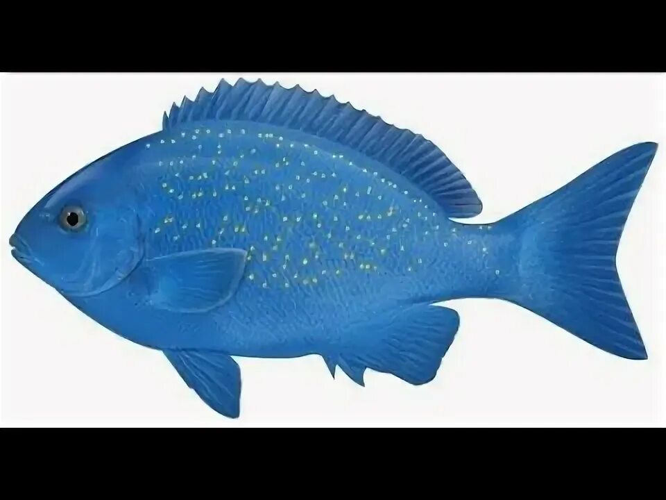 Блю фиш отель турция. A blue fish. A blue fish. Рыбка дори аквариумная. Синий попугай рыба аквариумная.