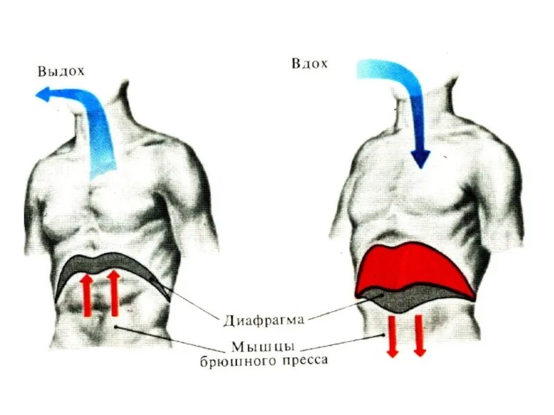 Диафрагма во время вдоха и выдоха. Диафрагма вдох и выдох. положение диафрагмы при вдохе и выдохе. при вдохе диафрагма. диафрагма на выдохе.