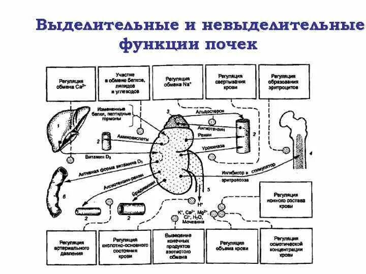 Выделение функции почек. Водно-солевой обмен. функции почек. участие почек в водно-солевом обмене. водно солевой обмен почки. водно солевой баланс почки.