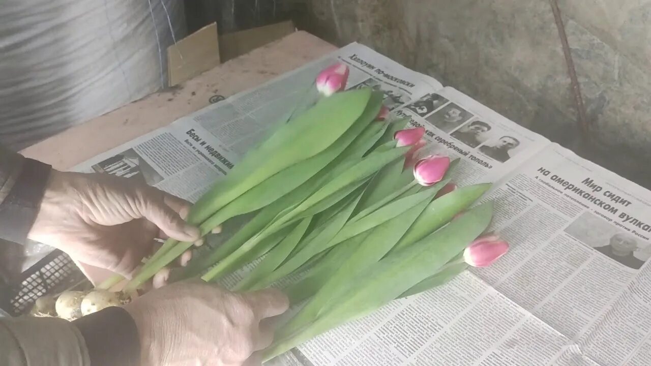 При какой температуре хранить тюльпаны для продажи. Тюльпаны до и после в срезк. Хранение тюльпанов.
