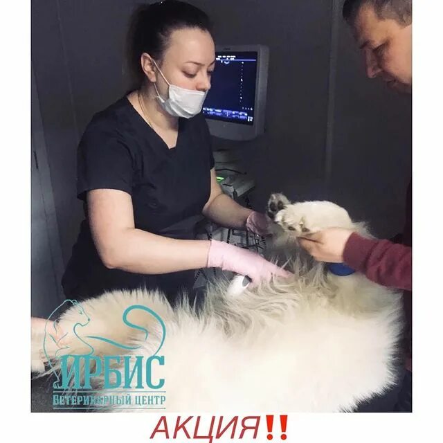 пилки просвещения 53