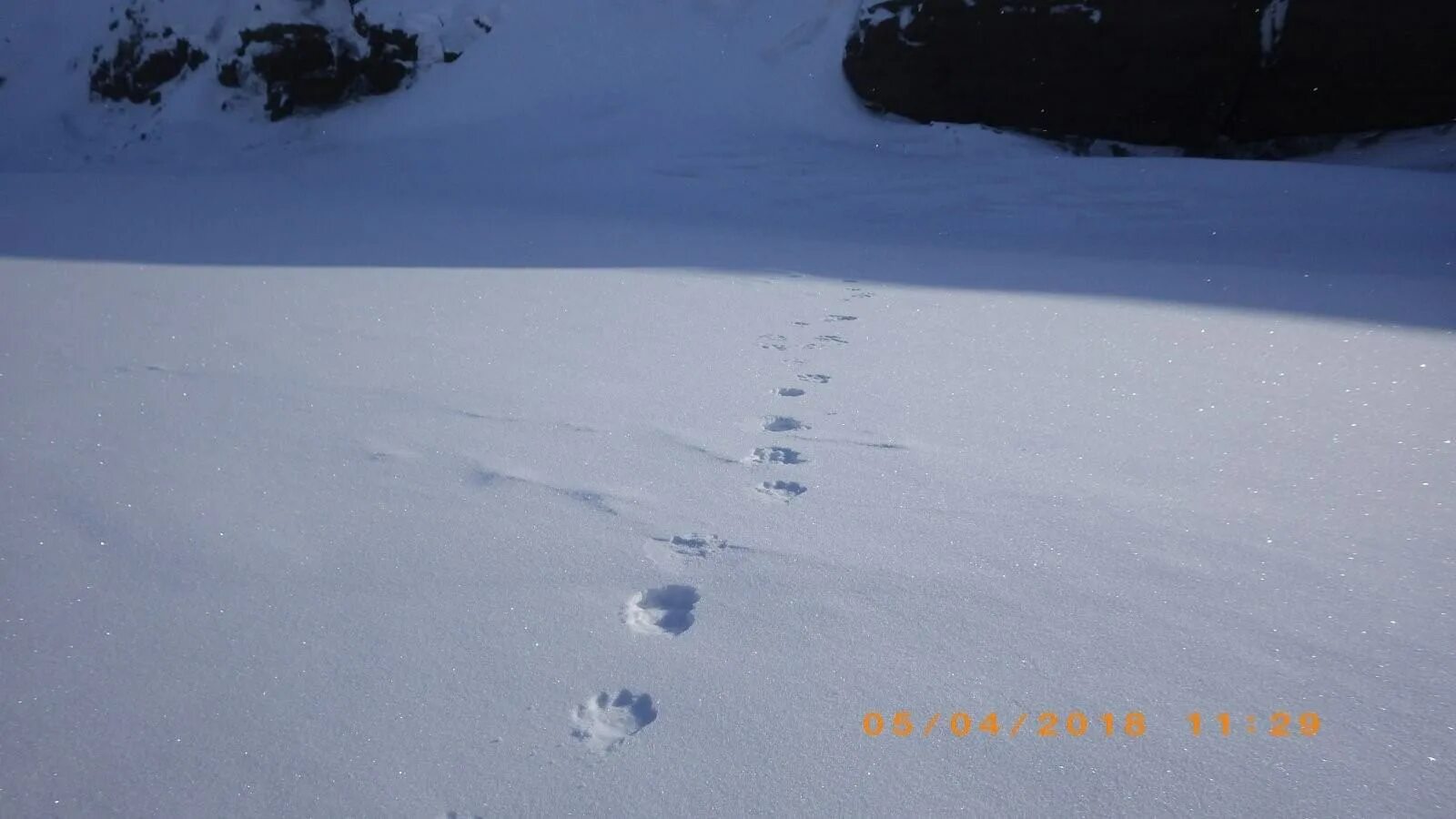 Следы медведя на снегу. Медвежьи следы на снегу. Следы медвежонка на снегу. Медвежьи следы в сугробе.