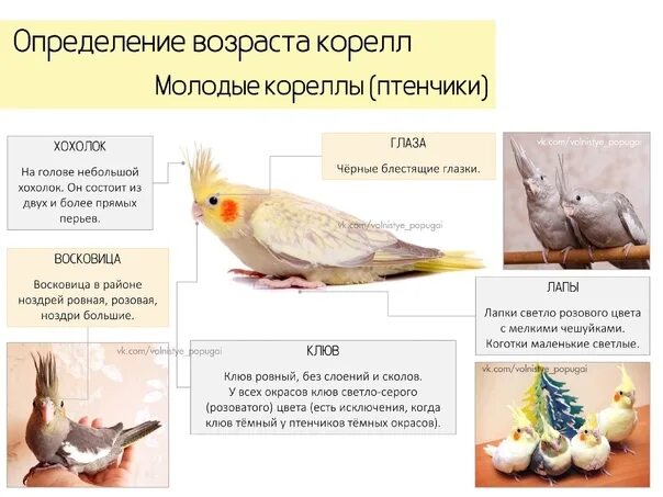 Как определить возраст кореллы. Корелла попугай 3 месяца. Попугай корелла окрас самца. Размер клетки для попугая корелла. Попугай корелла Возраст.