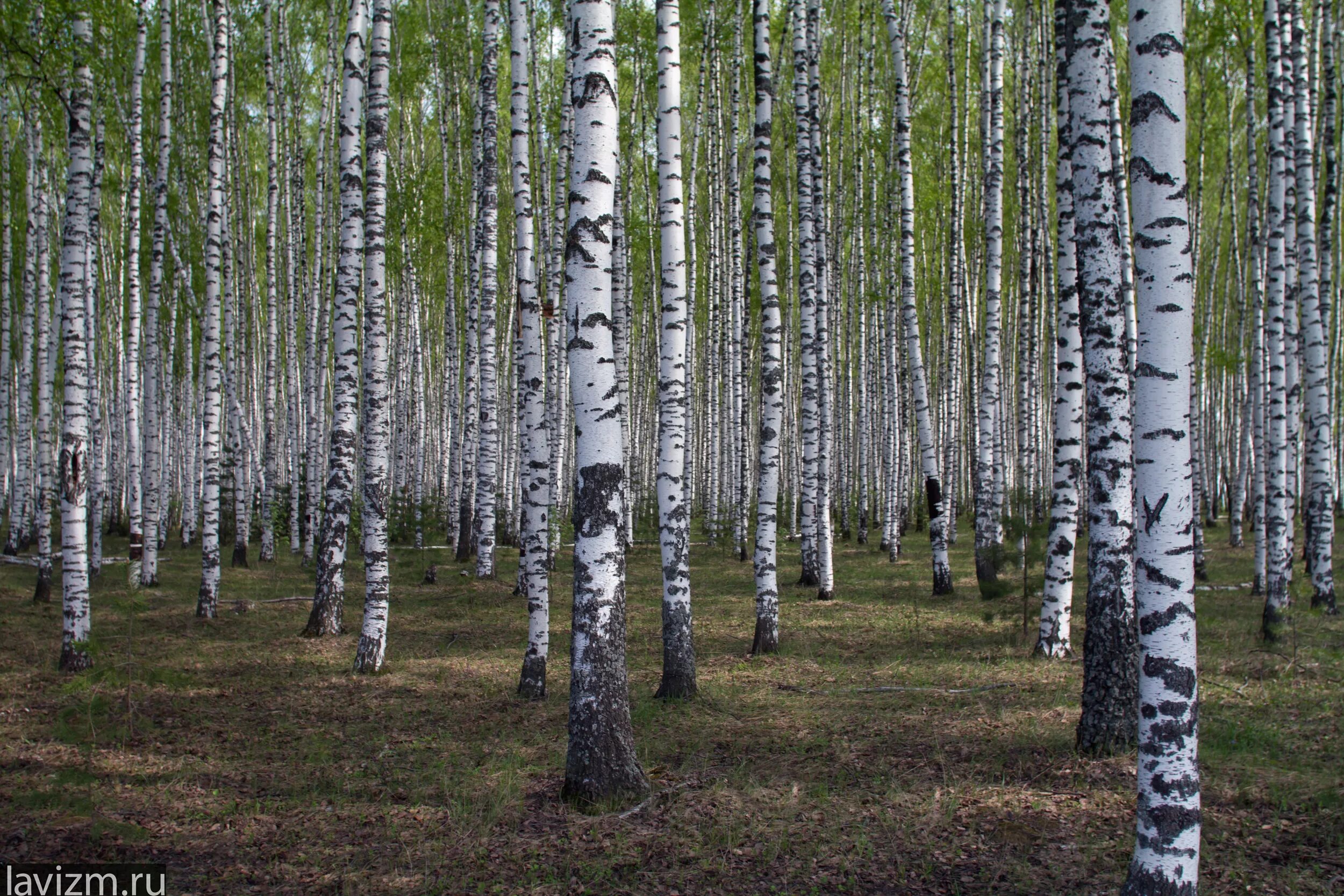 Купить минских березовых. Березовая роща 2б. Березовая роща Саратов. Самарская Березовая роща. Березовая роща Муром.