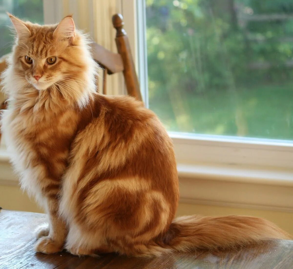 Рыжие породистые коты. Сибирский Мейн кун рыжий. Европейская длинношерстная кошка рыжая. Мейн кун рыжий. Длинношерстный Мейн кун.