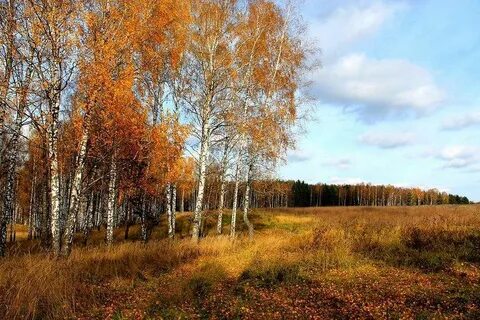 Поля перелески