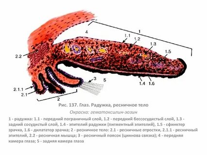 Ресничные оболочка