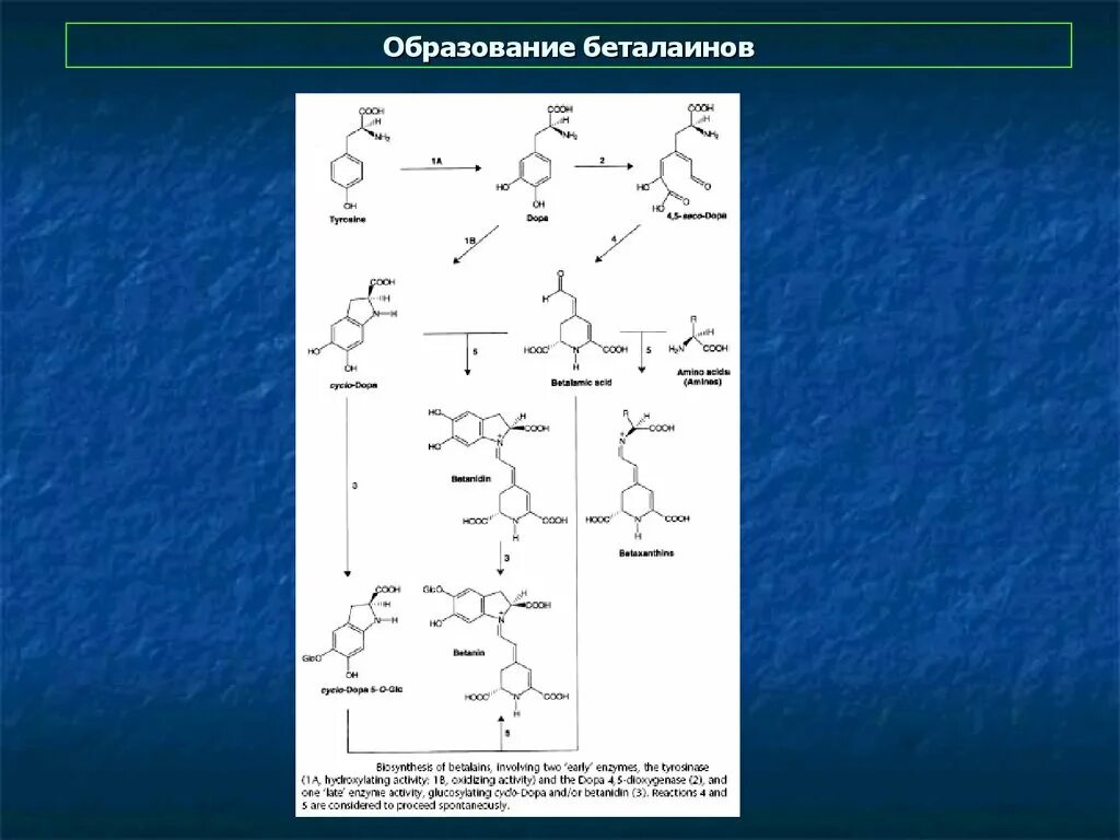 Образование 38. Беталаин. Беталаины структура. Бетацианины и бетаксантины. Беталаины формула.