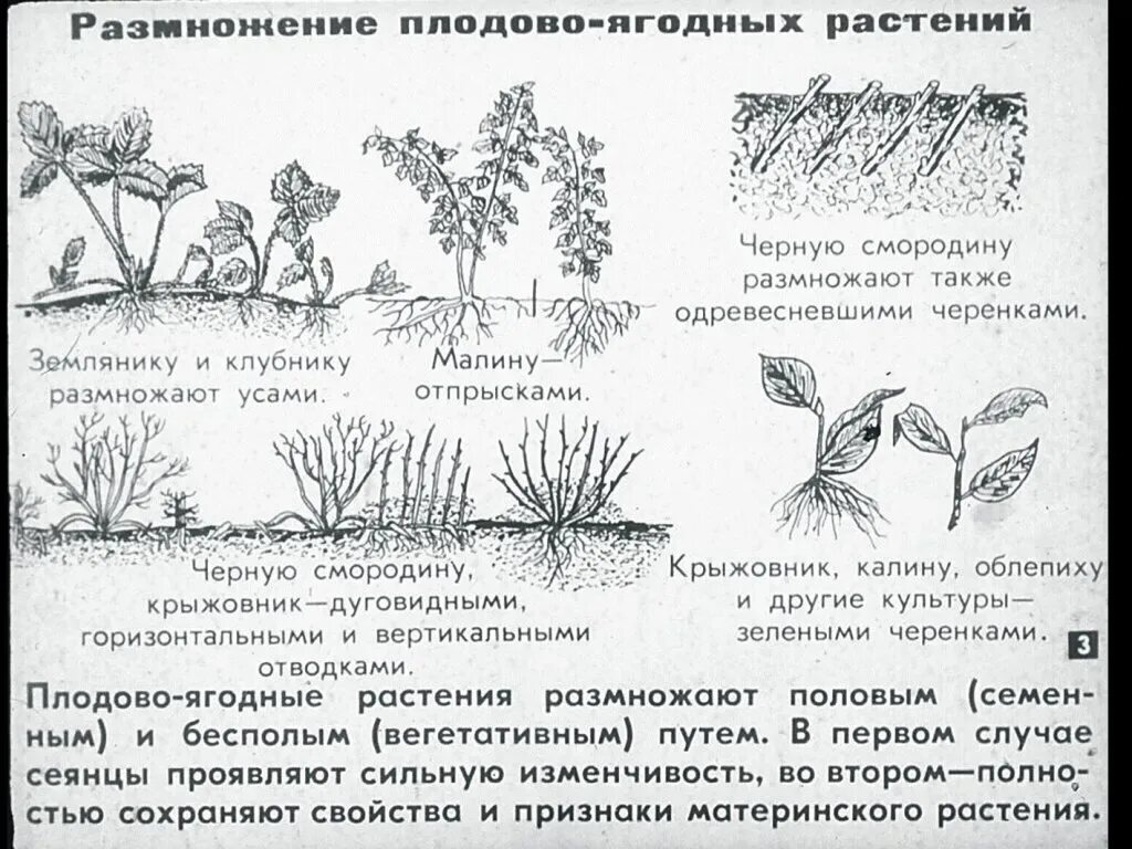 1 размножение деревьев и кустарников. Вегетативное размножение плодовых. размножение кустарников отводками. размножение плодовых и ягодных культур. размножение ягодных отводками.