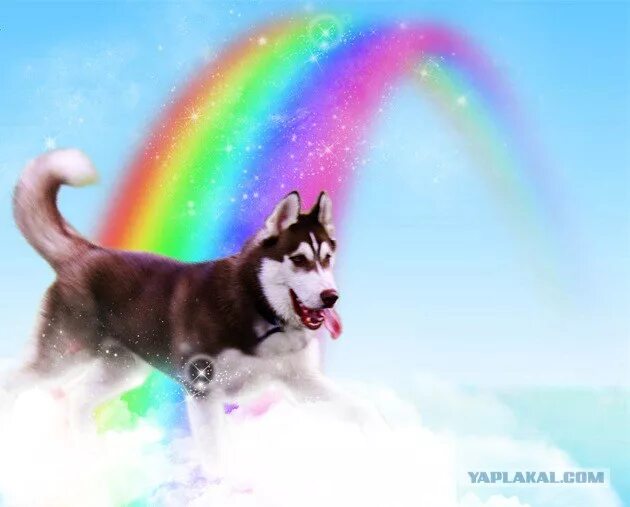 мост радуги для собак. собака на радуге. радуга собак картинки. мост радуги. собака за радугой.