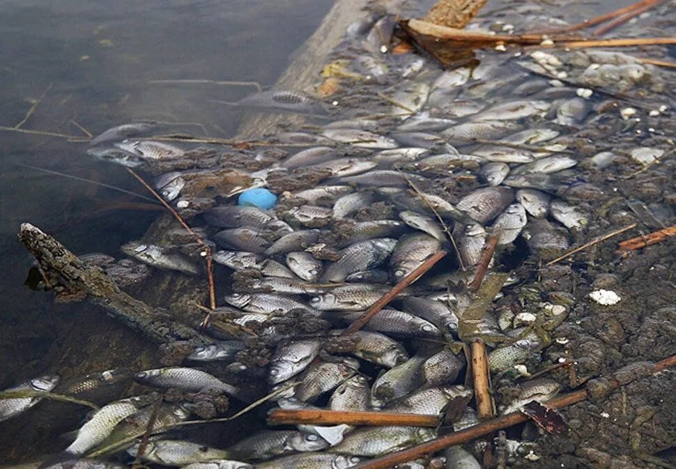 Загрязнение водоемов. Рыба в озере. Загрязненные водоемы.