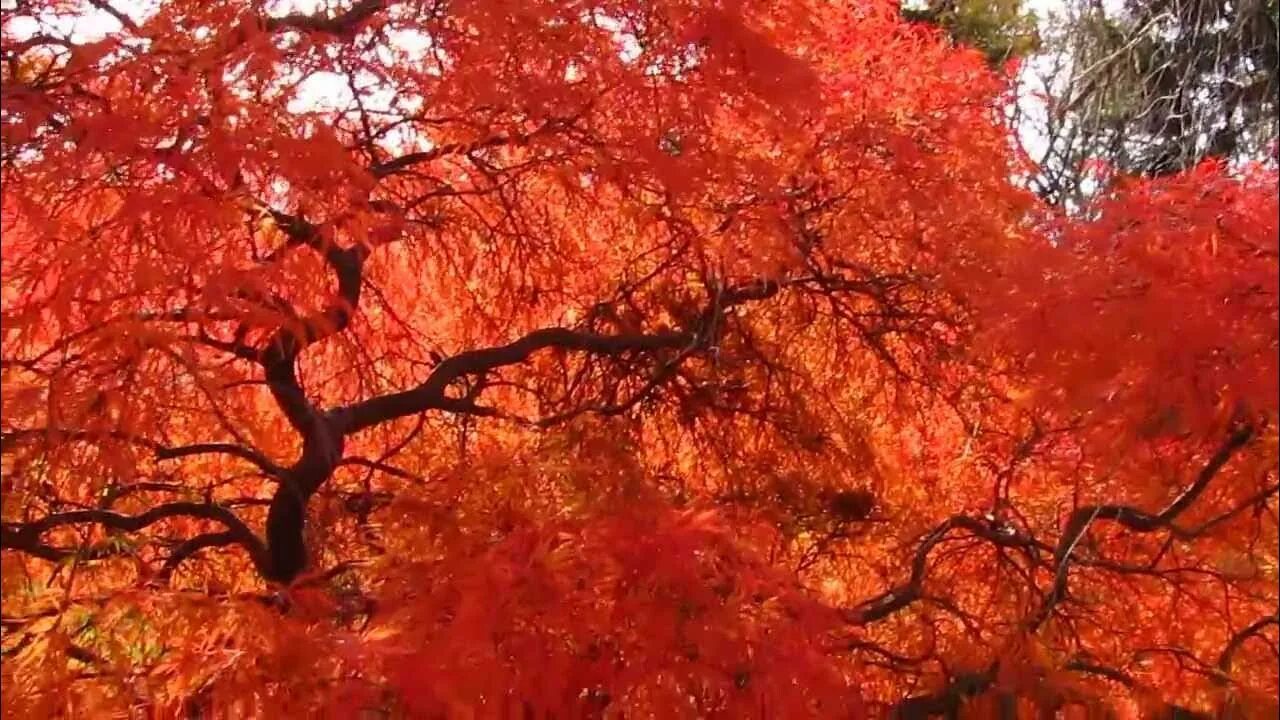 Tree red. Голубой клен в природе. оранжевый клен дерево високаиа на поле. japan red trees. red maple japan.