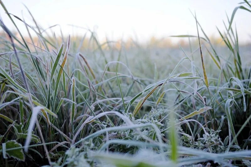 Местами заморозки. Заморозки. Заморозки весной. Заморозки на почве. Заморозок на траве фото.