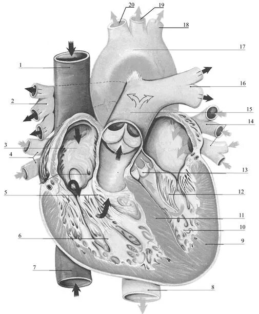 Срез сердца человека. Строение сердца человека рисунок. Строение сердца биология. Сердце строение анатомия без подписей. Строение сердца человека схема без подписей.