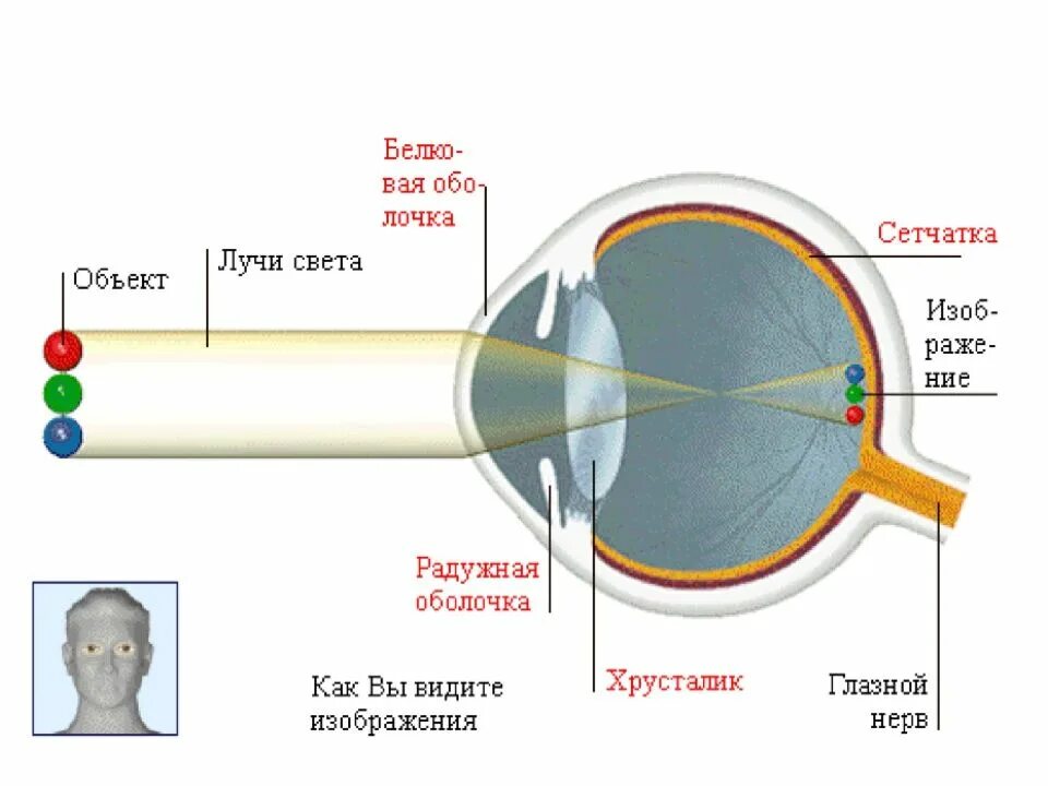 Благодаря чему мы видим. Прохождение светового луча через структуры глаза. Последовательность прохождения света в глазном яблоке. Схема оптической системы глаза. Оптические структуры глаза.