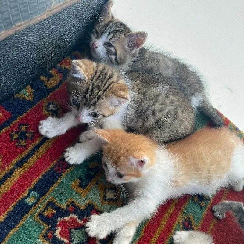 нужна ли кошка в доме. кошка приводит котят.