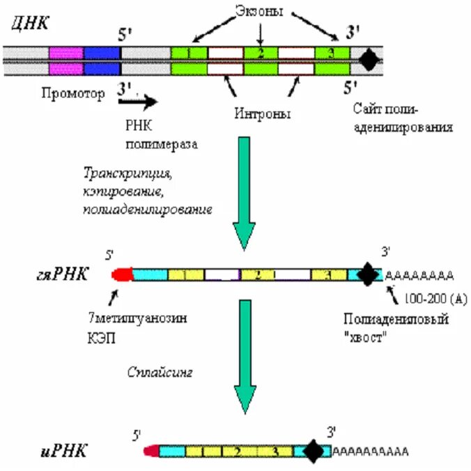 Последовательность этапов процессинга. Интроны экзоны сплайсинг. Структура РНК-полимераз эукариот. Структура ИРНК эукариот. Схема процессинга РНК.