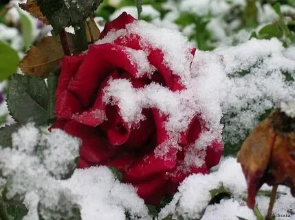 Падал первый снег и розы отцвели