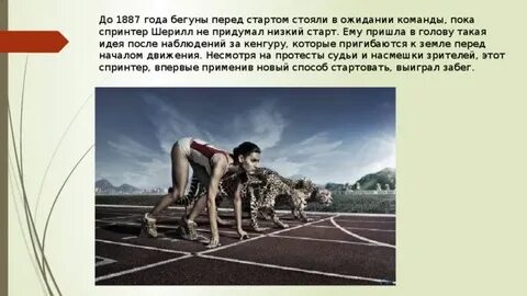 Поза спринтера на старте животное