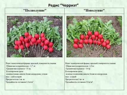 В популяции растений редиса