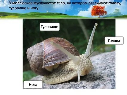 Нога у моллюсков