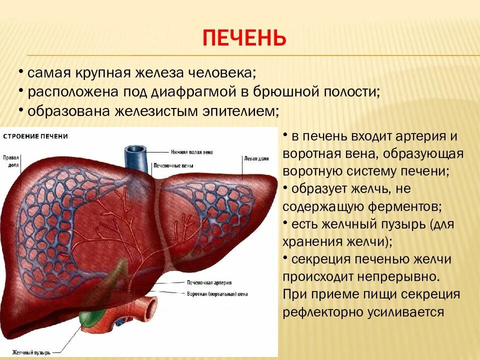 Печень особенности строения и функции. Структура печени. печень анатомия. строение печени человека. строение печени анатомия.