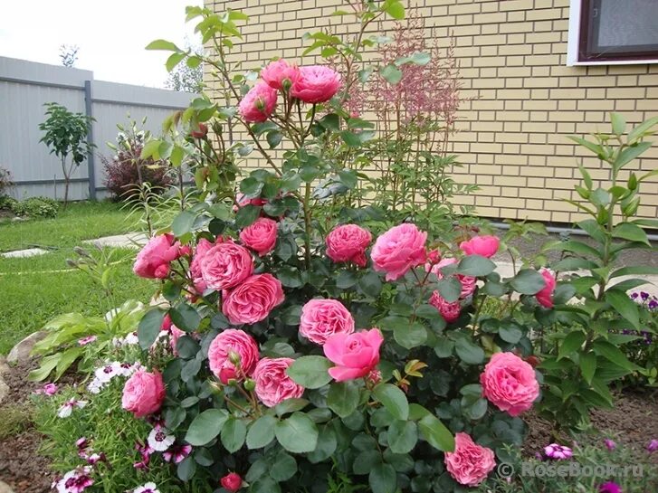 Rosa (Роза) Leonardo da Vinci (MEI) C5. Остаток шт 3