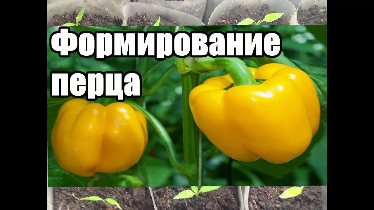 Как сформировать куст перца. Формирование перца. формируем перцы. формирование перца в открытом грунте. как формировать перец.