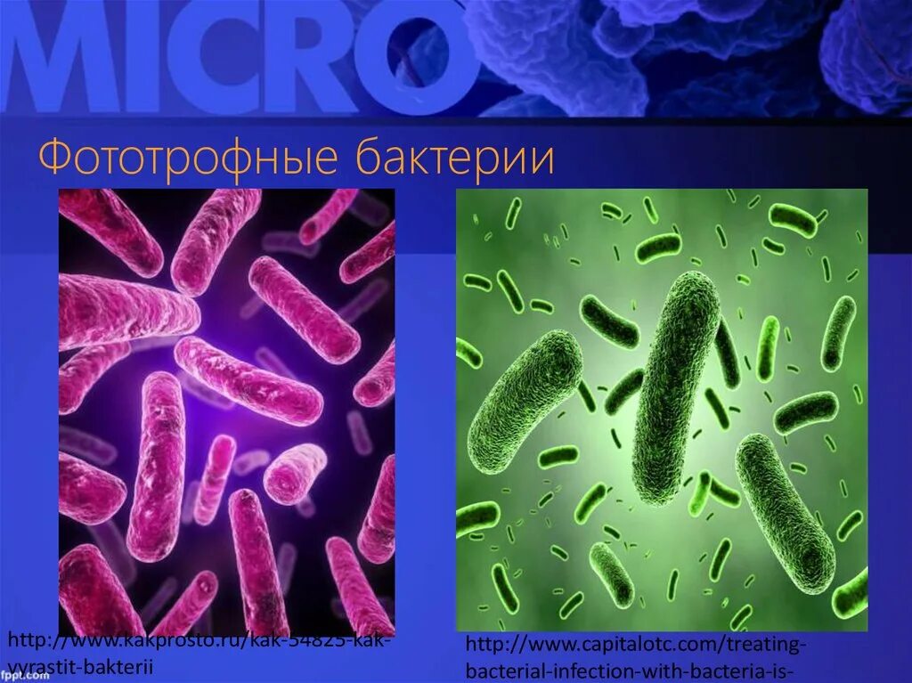 Бактерии примеры 7. ОКСИГЕННЫЕ фототрофные бактерии. Фотоавтотрофы микроорганизмы. Бактерии гетеротрофы. Фототрофы микроорганизмы.