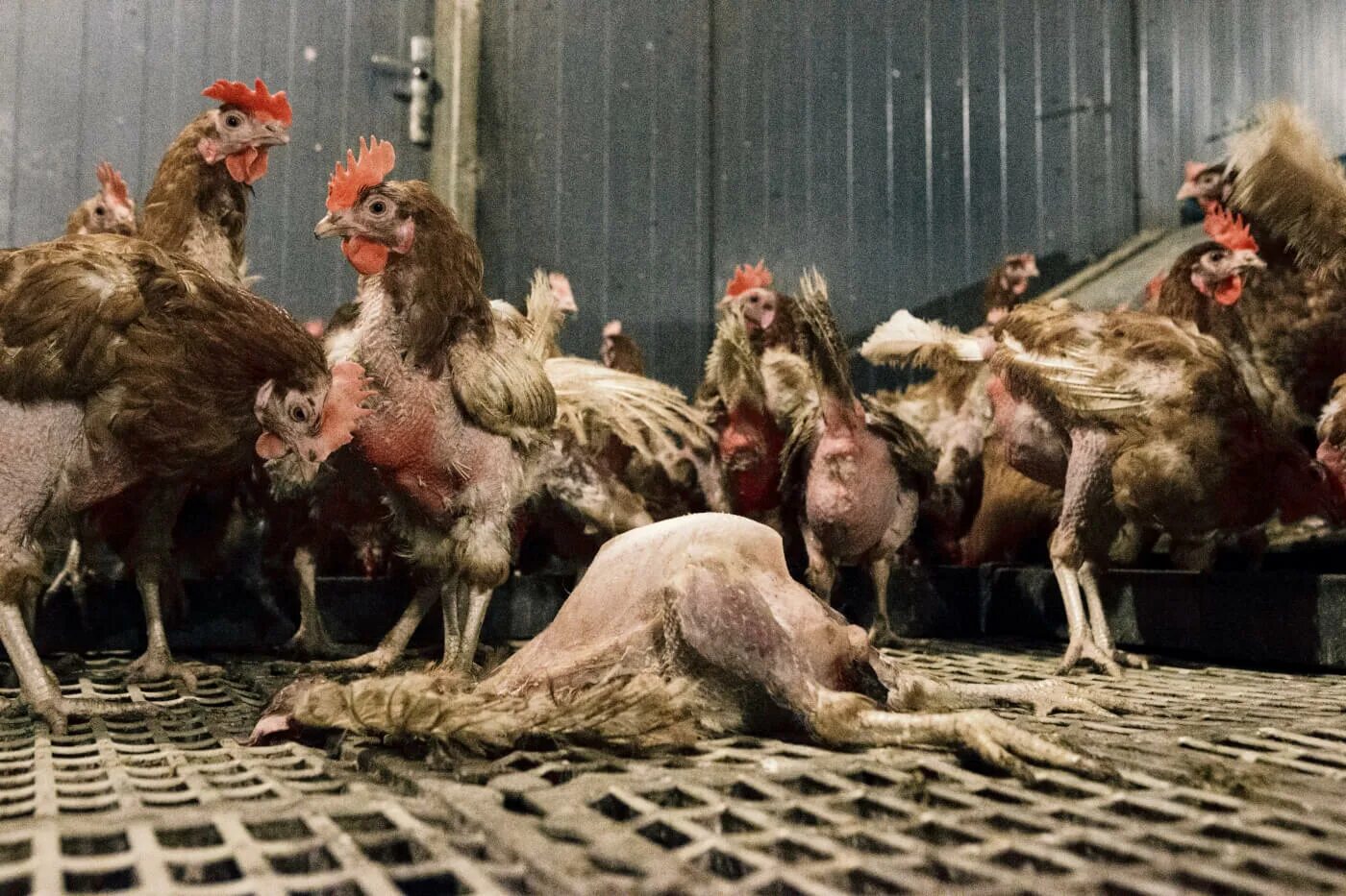 бабы курицы: 8 тыс изображений найдено в Яндекс.Картинках Chicken sweater, Pet c