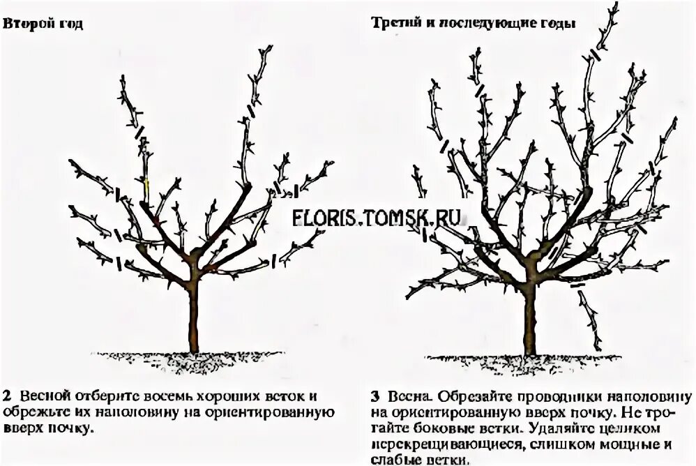 Обрезают ли рябину. Формирование кроны рябины обыкновенной. обрезка черноплодной рябины весной. схема как обрезать черноплодную рябину. обрезка черноплодной рябины осенью.