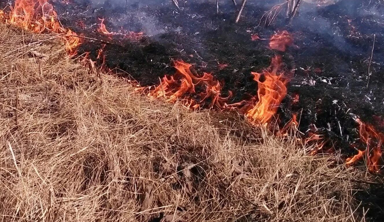 Горит трава. Горит сухая трава. Горение сухой травы. Огонь трава. Горение гарь