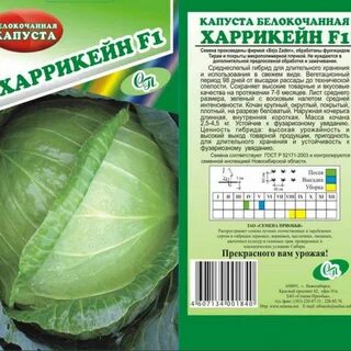 Циклон сорт капусты